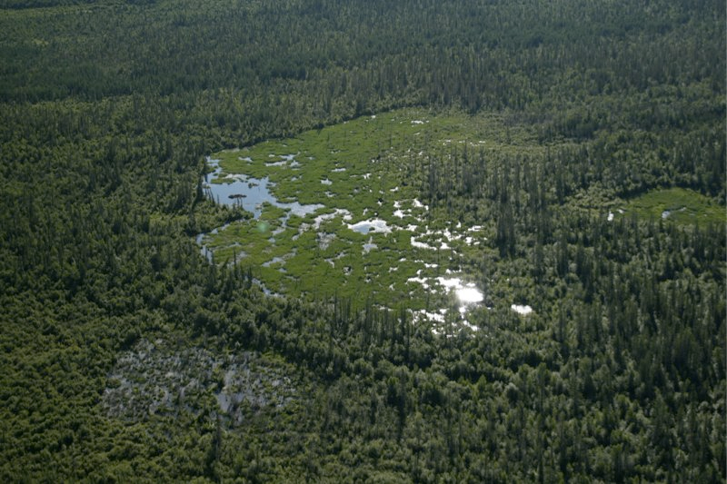 Illustration for article titled World’s Biggest Beaver Dam Discovered In Canada